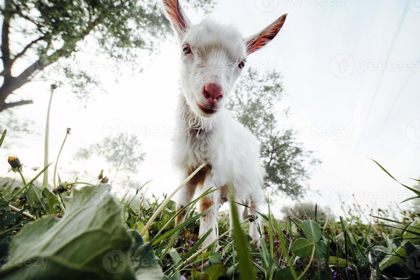 Goat closeup view photo