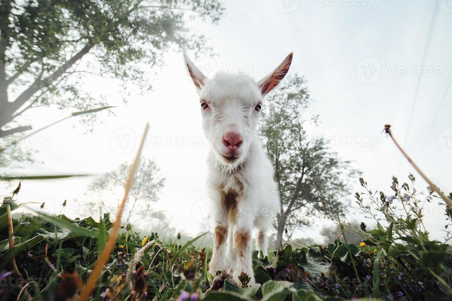 Goat closeup view photo