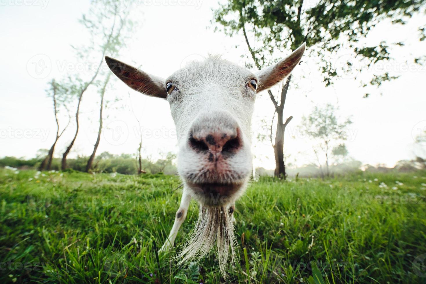 Goat closeup view photo