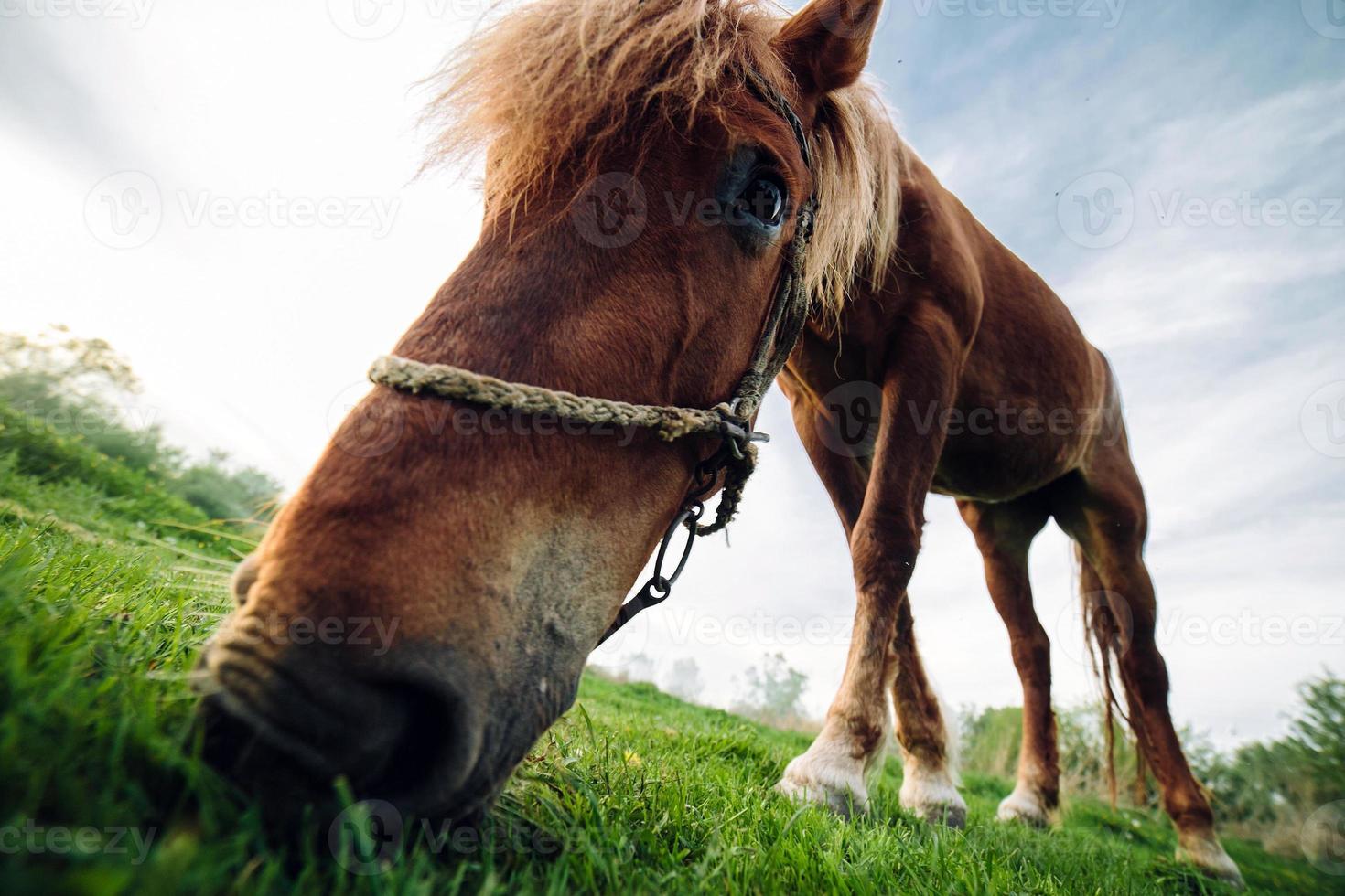 Horse closeup view photo