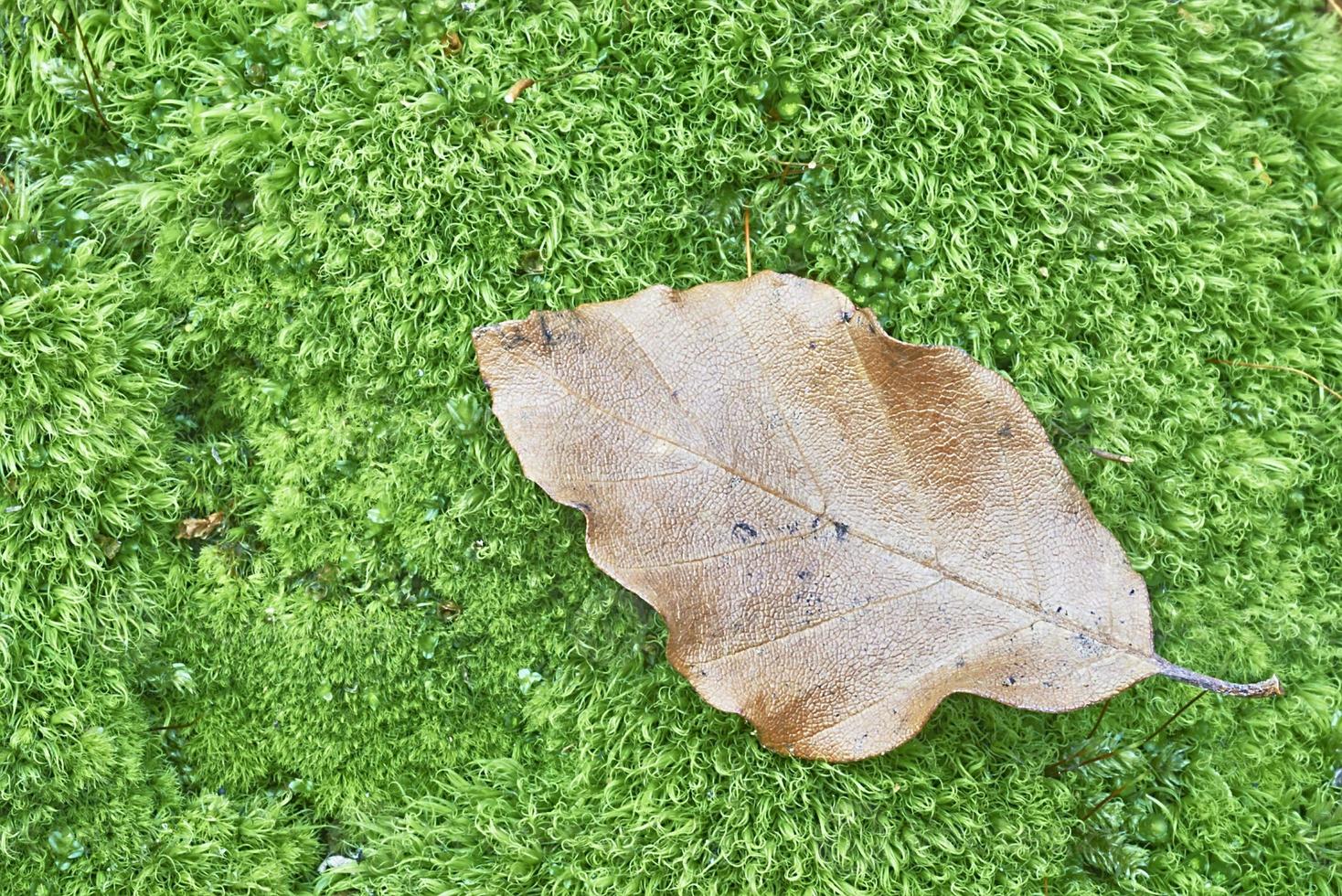 Beech dry leaf photo