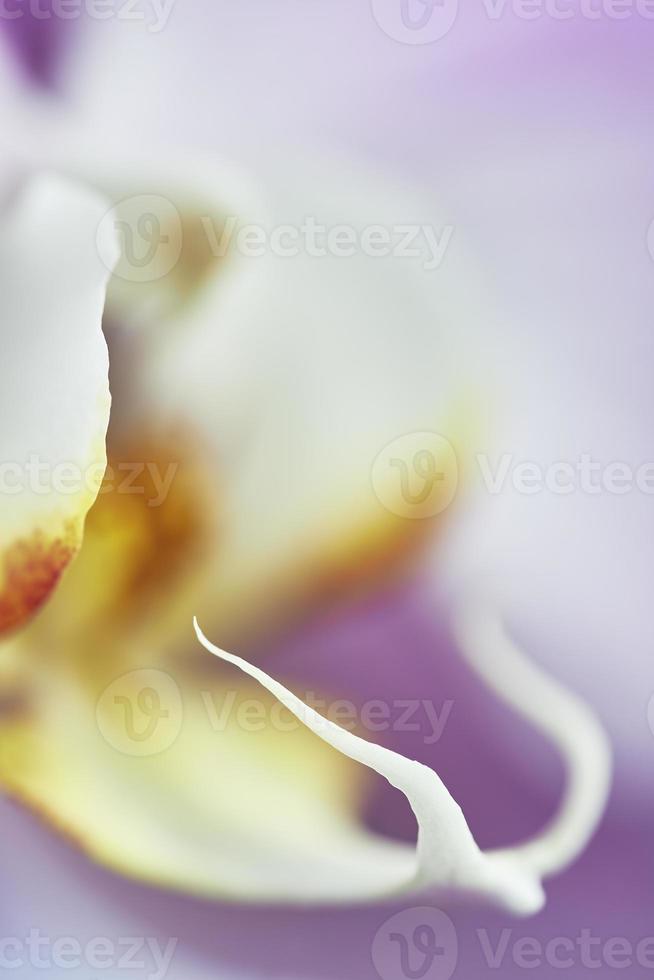 Center of orchid photo