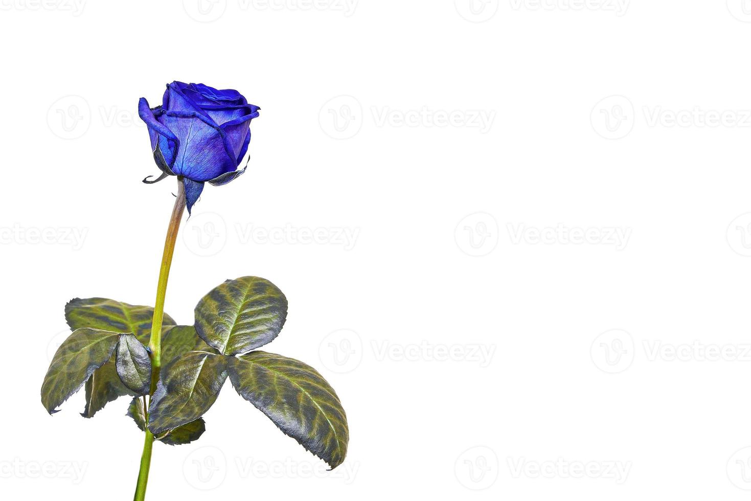 A single blue rose photo