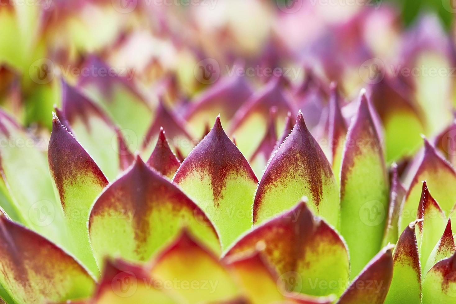 House leek and leaves photo