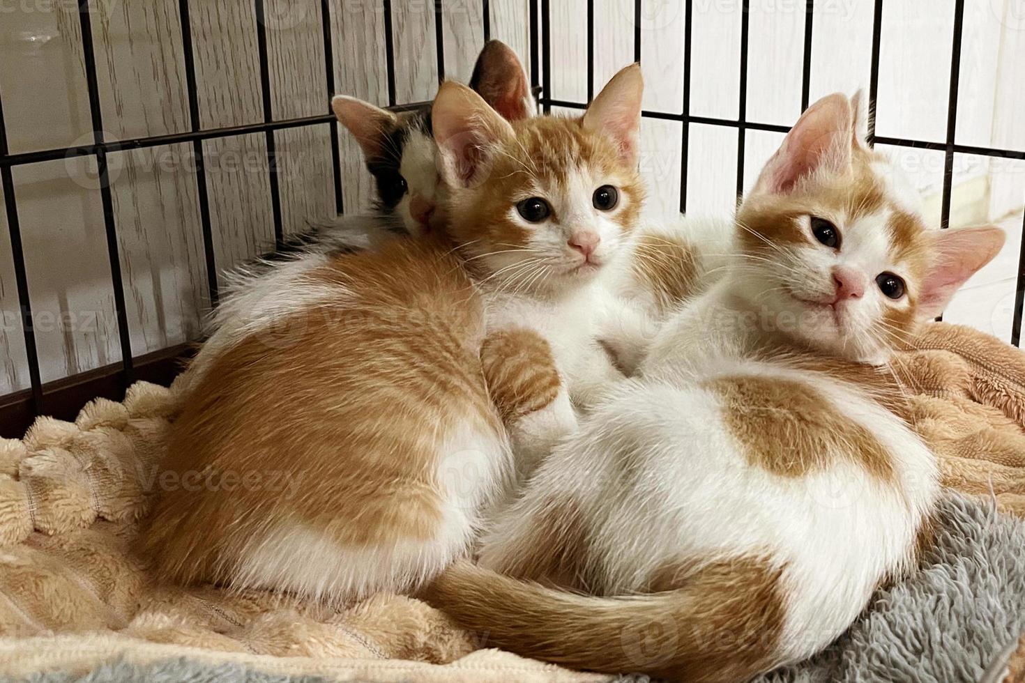 gato bebé durmiendo. gatito de jengibre en el sofá bajo una manta tejida. dos gatos caricias y abrazos. animal domestico. sueño y siesta acogedora. mascota casera. gatitos jóvenes. lindos gatos divertidos en casa. foto