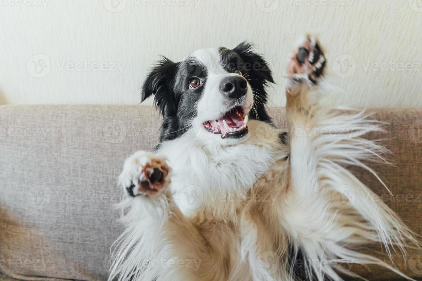 Funny portrait of cute puppy dog border collie on couch. New lovely member of family little dog looking happy and exited, playing at home indoors. Pet care and animals concept. photo