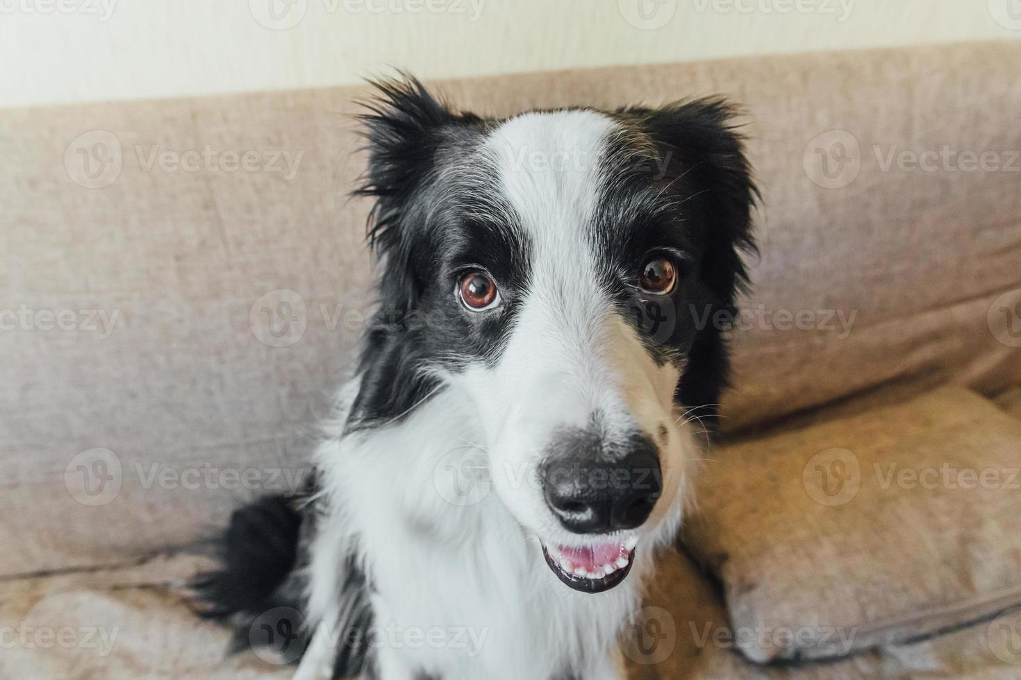 Funny portrait of cute puppy dog border collie on couch. New lovely member of family little dog looking happy and exited, playing at home indoors. Pet care and animals concept. photo