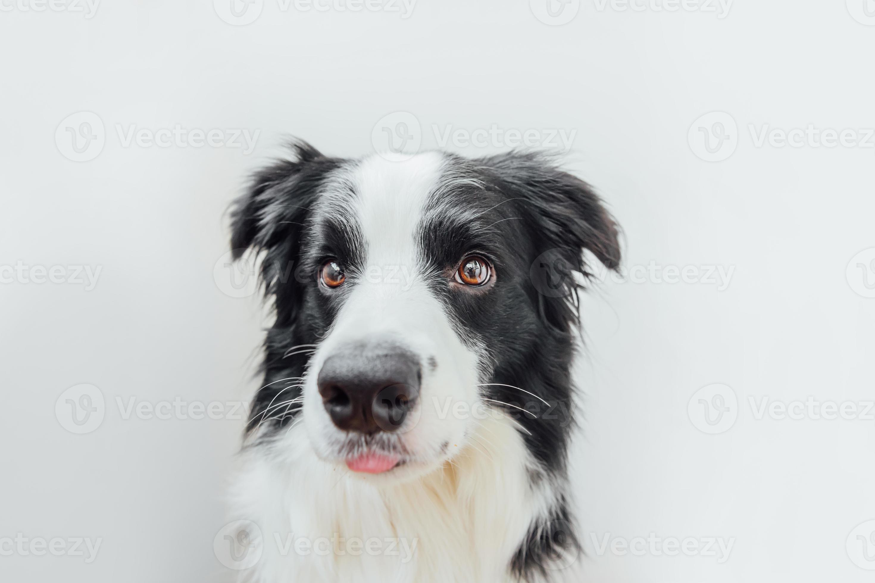 Funny Studio Portrait Of Cute Smilling Puppy Dog Border Collie