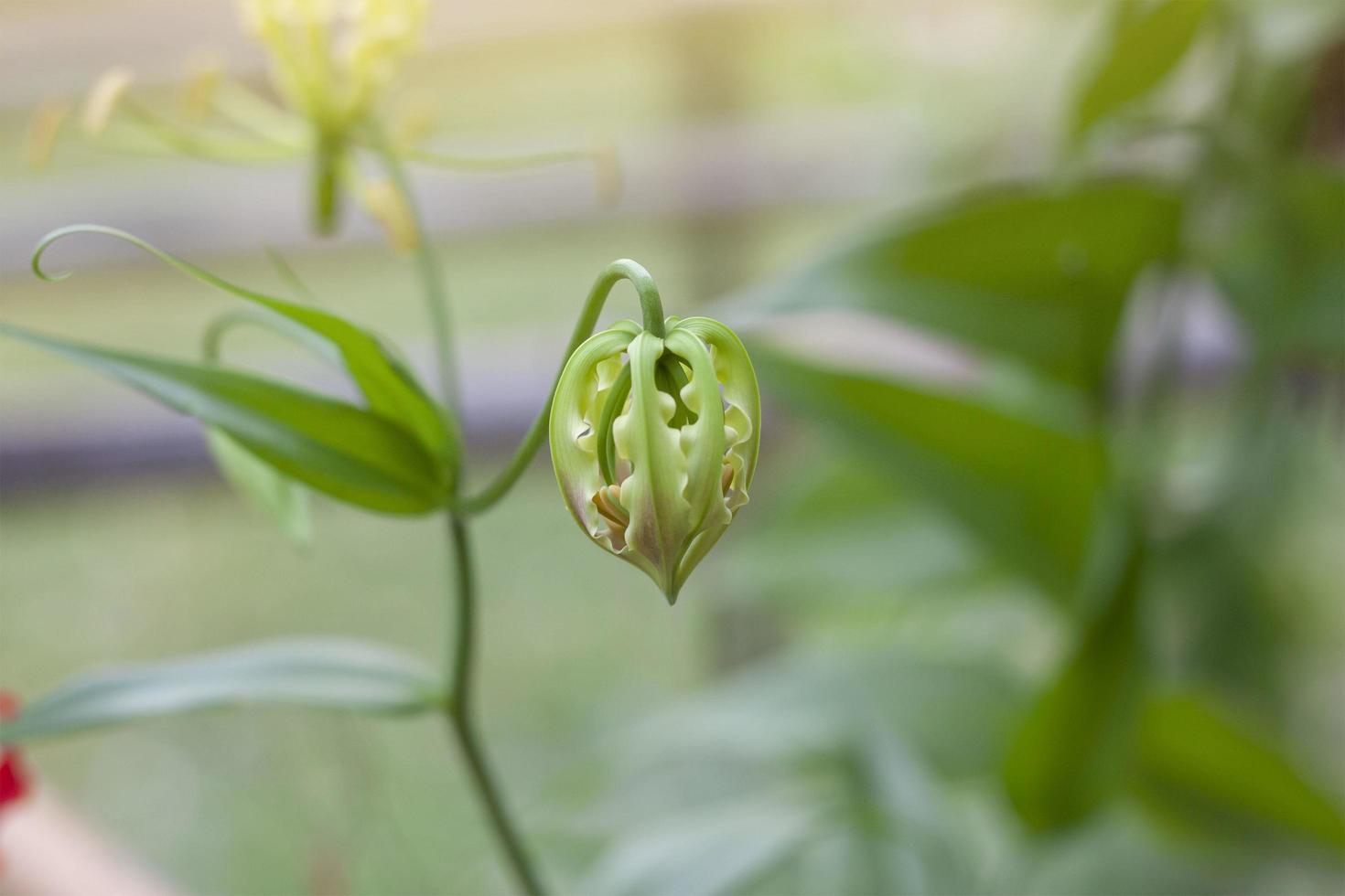 Fresh Flame lily, Glory lily or Climbing lily bud in the garden, Is a Thai herb with properties Underground head and seeds cure joint pain and killing certain cancer cells. photo