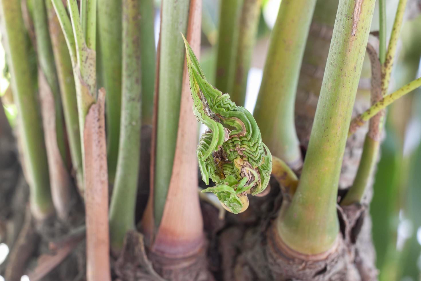 The young twig of the tree that grew out deformed leaves was shaped like a serpent. Beliefs and superstition in Thailand. photo