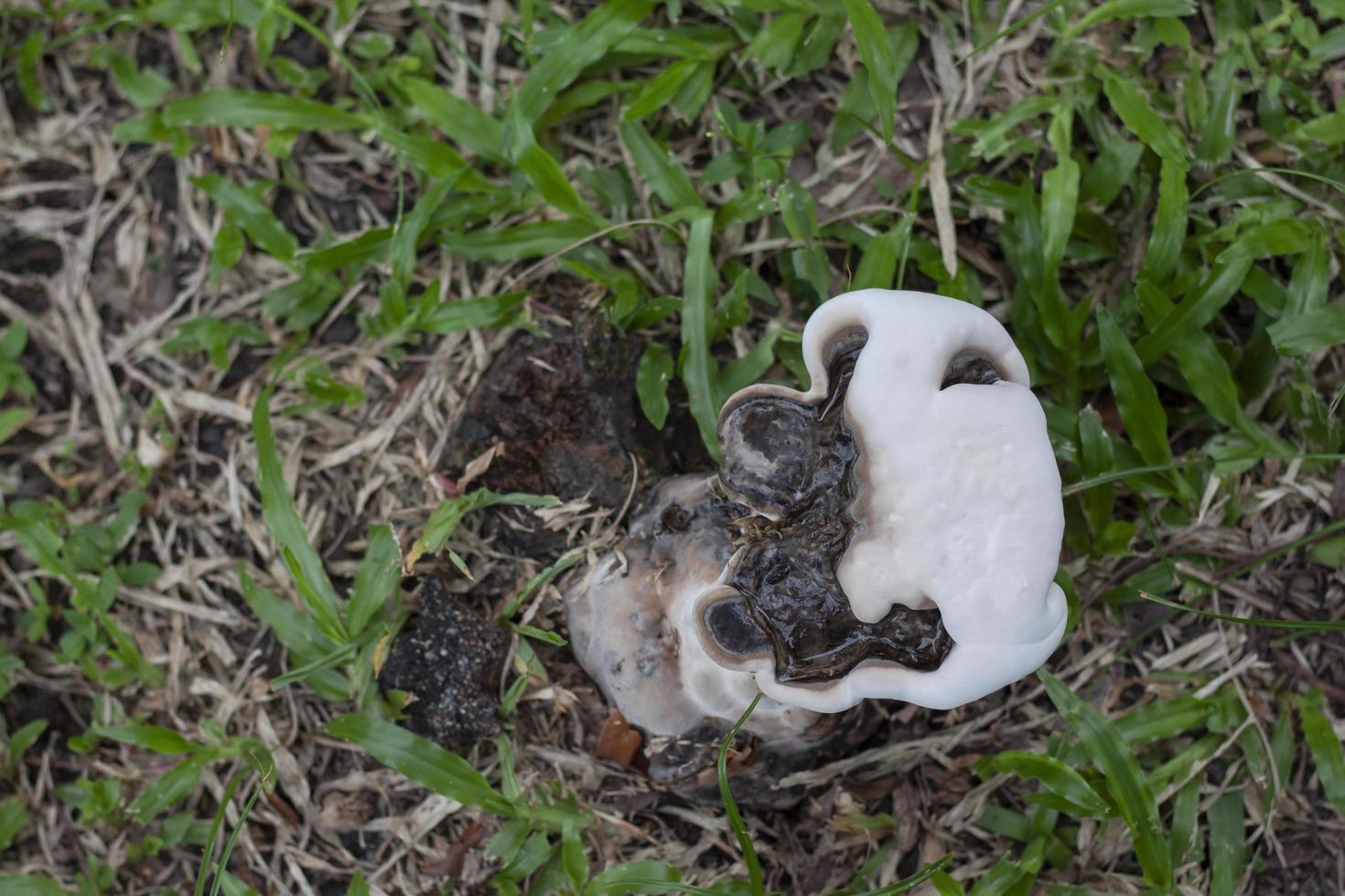 White wild mushrooms growing naturally on the lawn in the park. photo