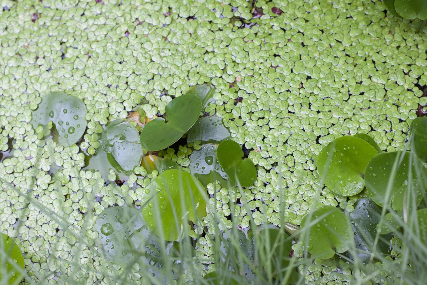 Duckweed or Lemna minor and water poppy in  the pond for background. photo