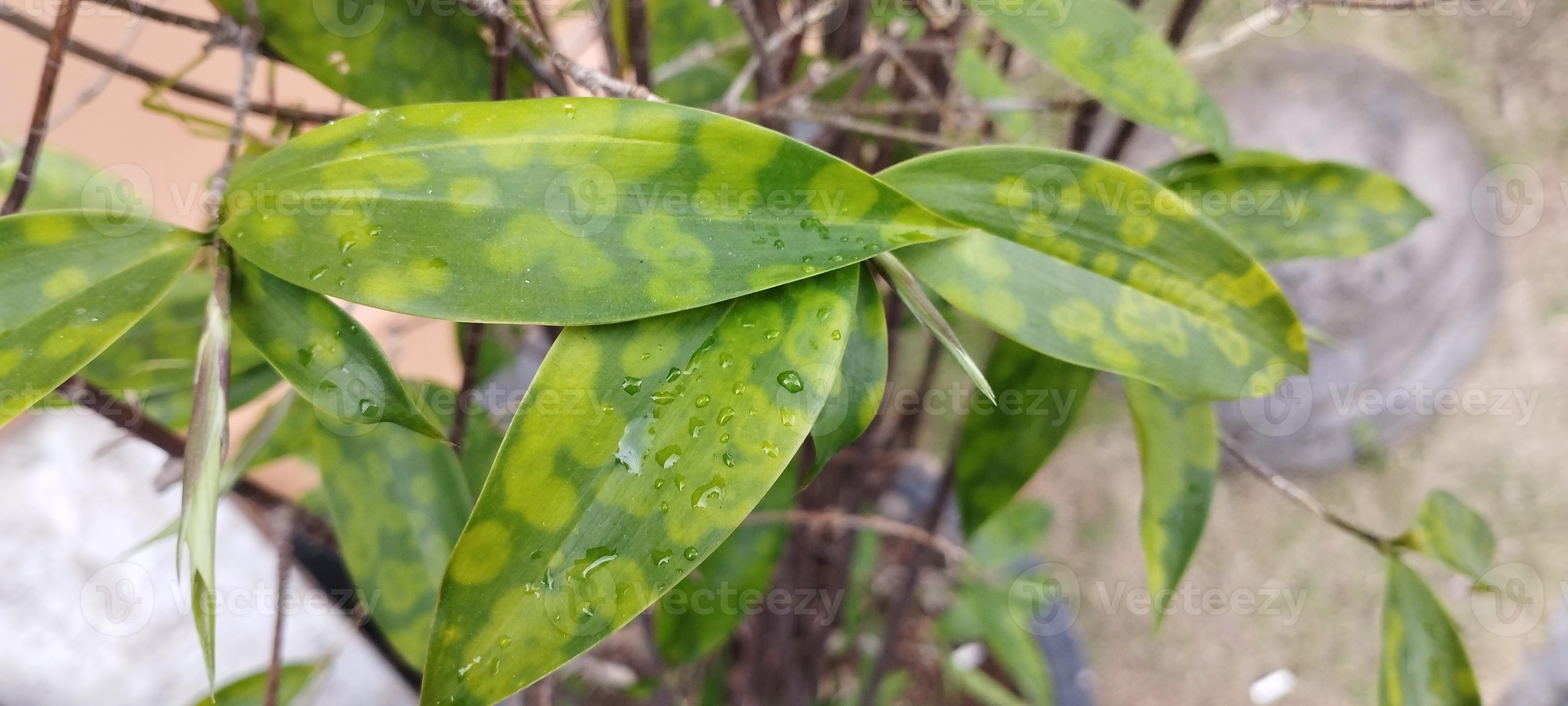 Leaves and Bamboo, reeds, or water are perennial evergreen flowering