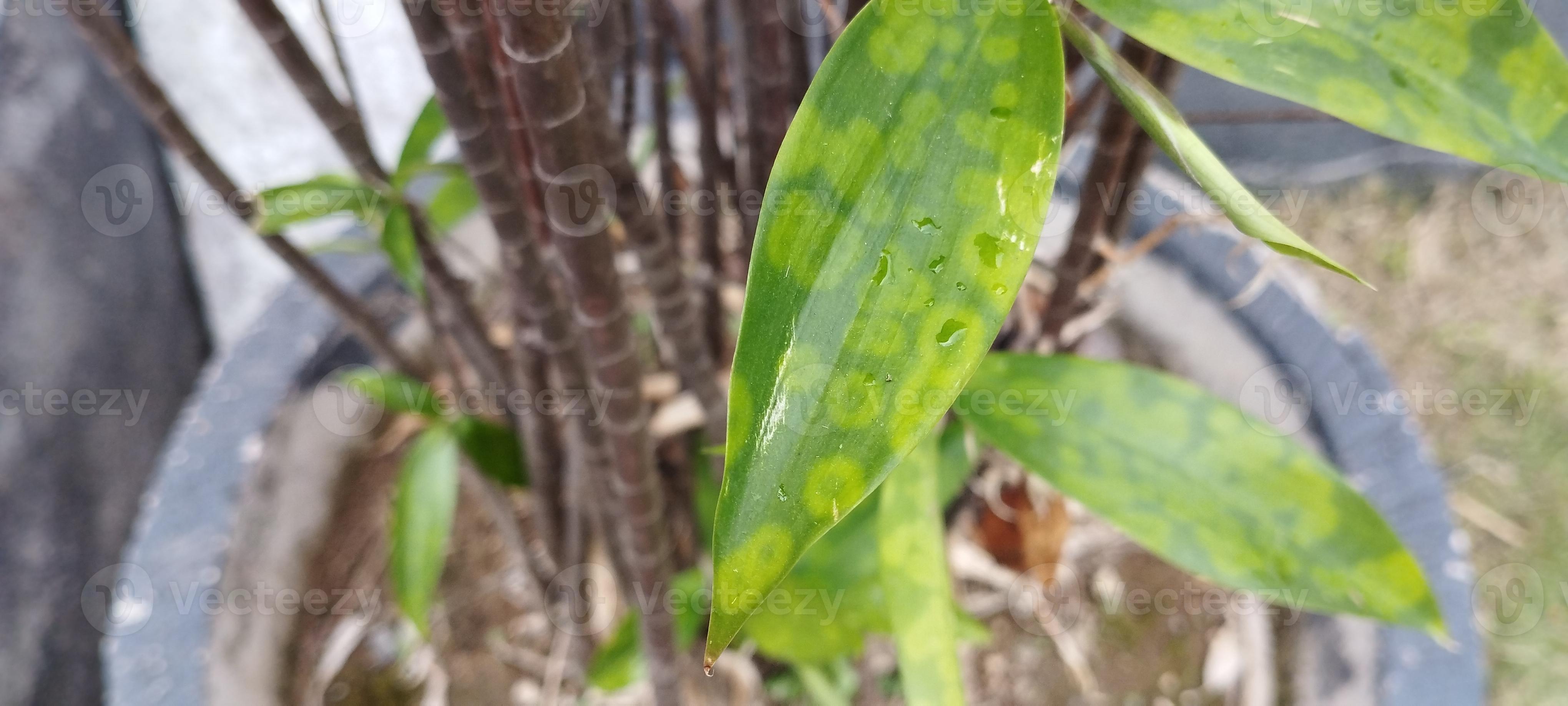 Leaves and Bamboo, reeds, or water are perennial evergreen flowering