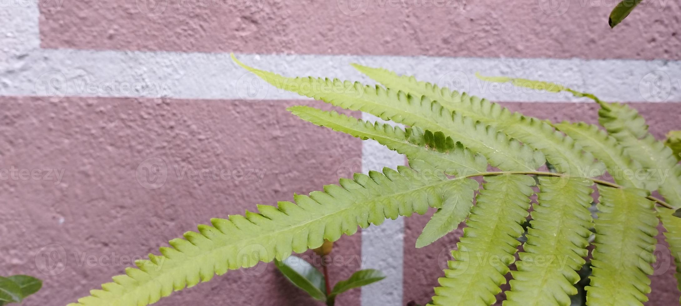 Ferns, ferns, or ferns are a group of plants with a true vascular
