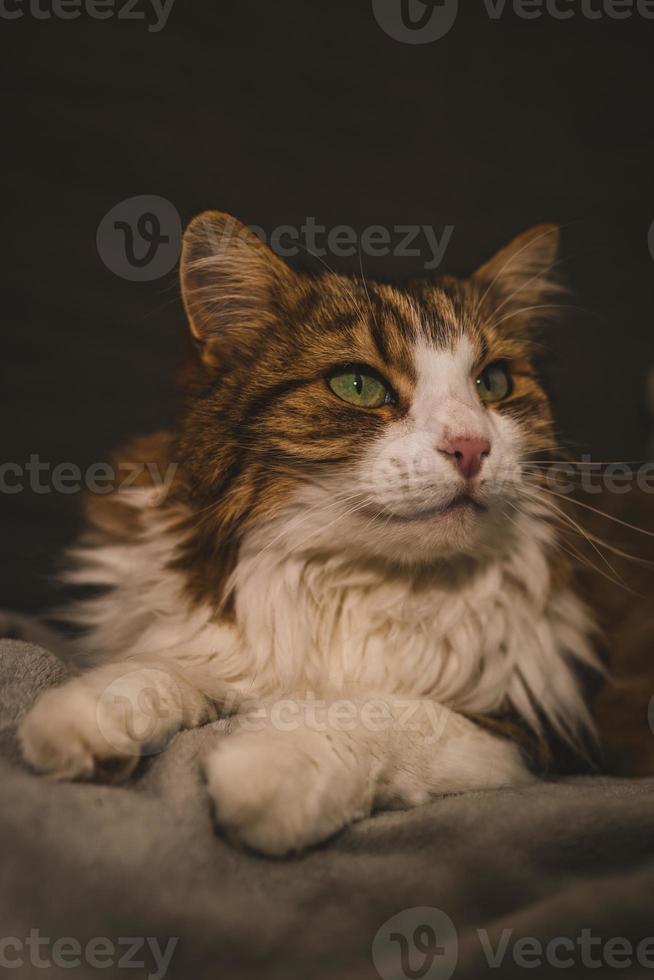 Portrait of a cat with green eyes photo