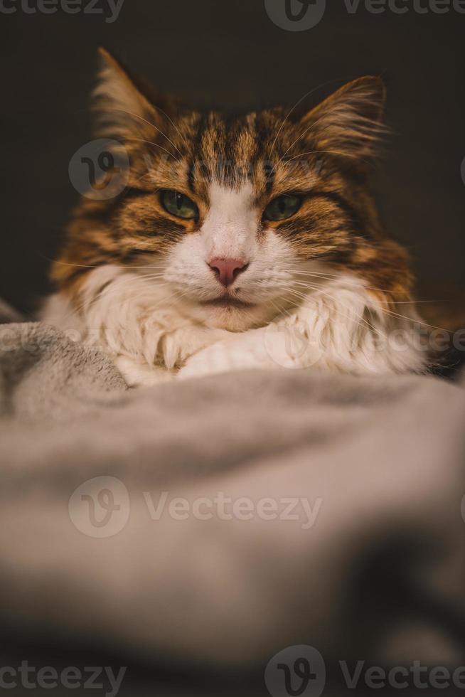 Portrait of rude cat photo