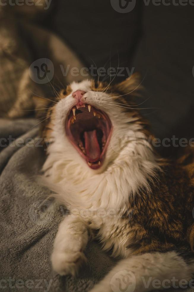 el gato bostezando foto