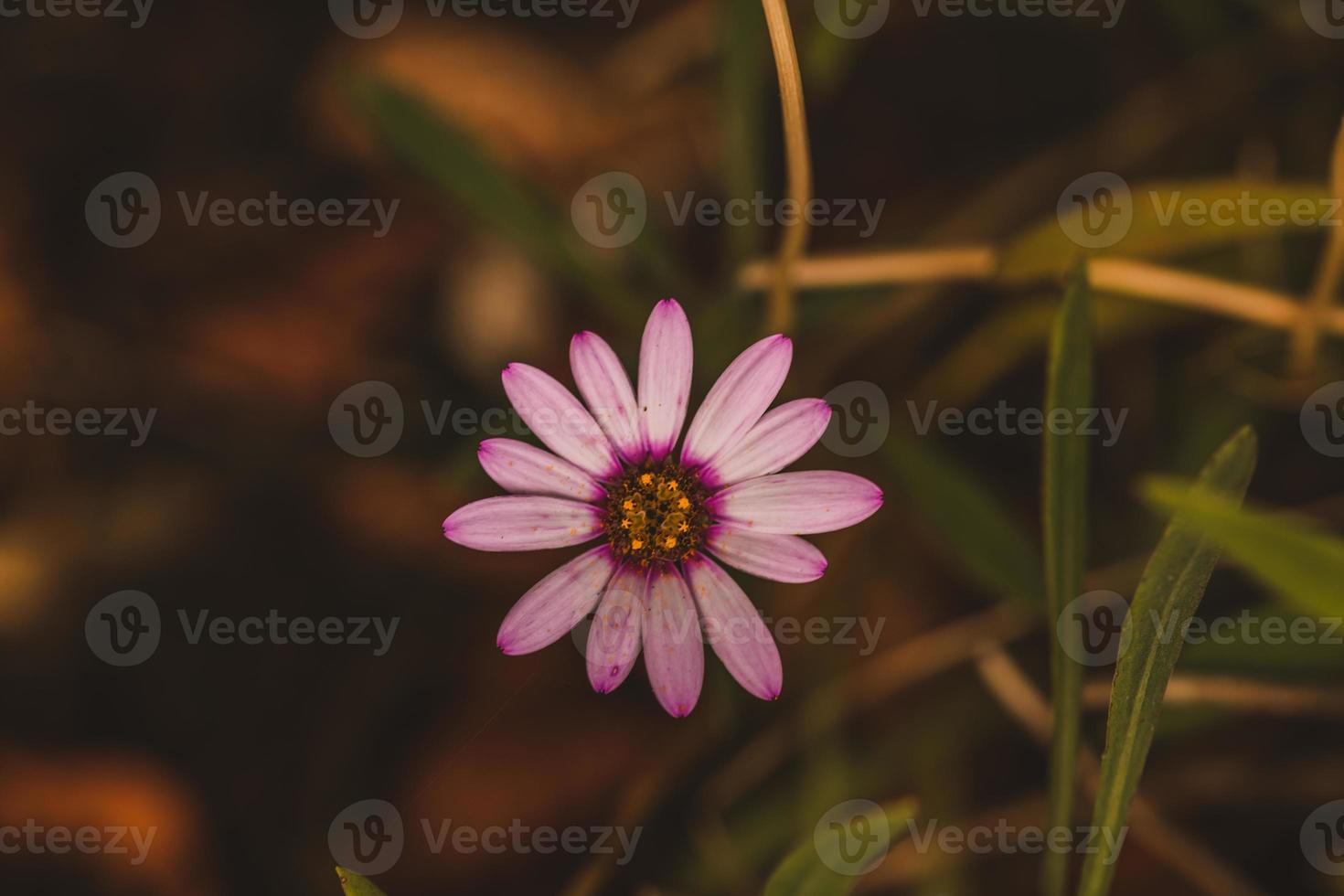 Macro photo of coloured flower