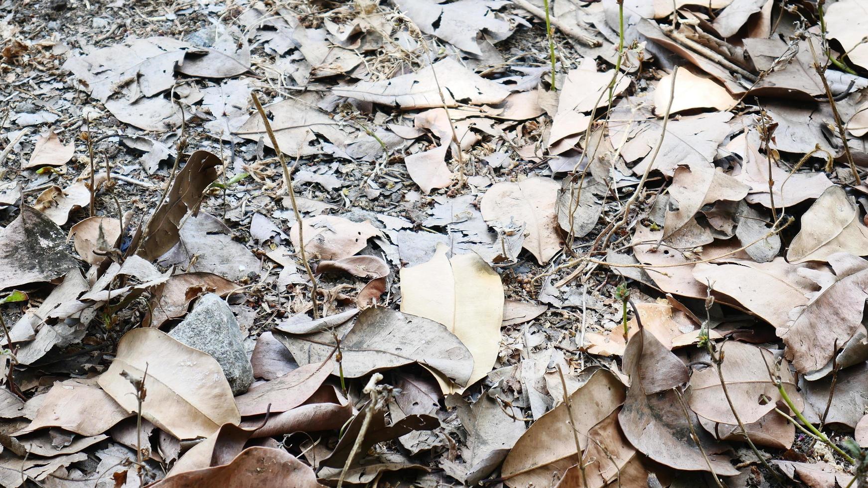 Unique scattered dry leaves background. Beautiful natural background. Real photos taken in the wild