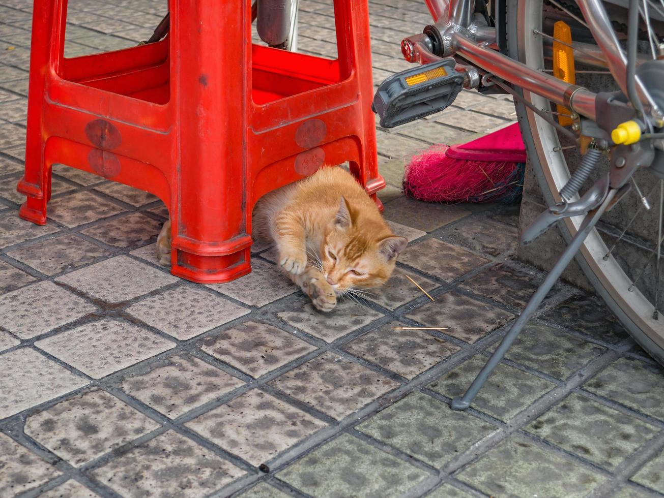Cat under the chair on the street in chaozhou city china photo