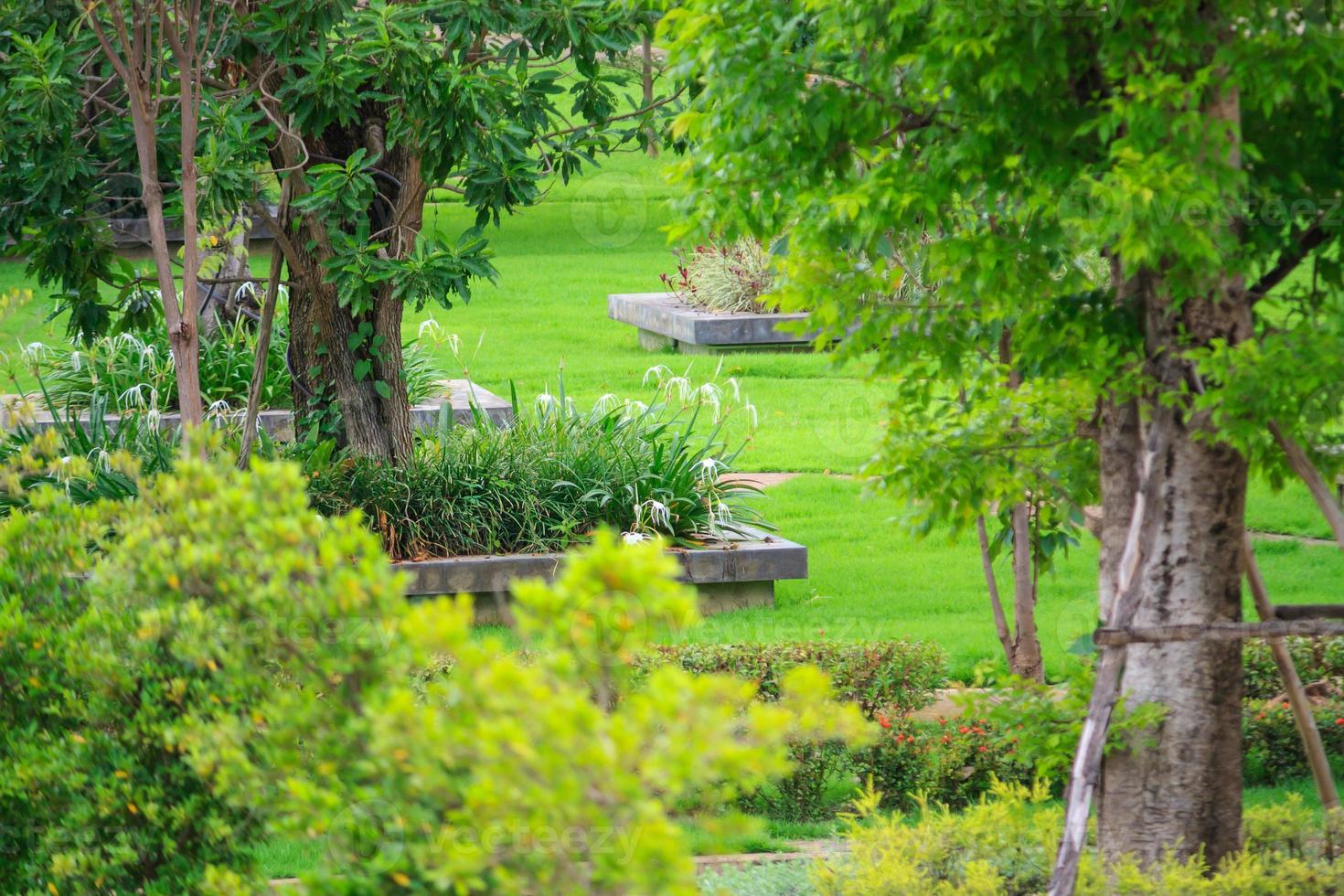 Beautiful landscape fresh green tree in garden photo