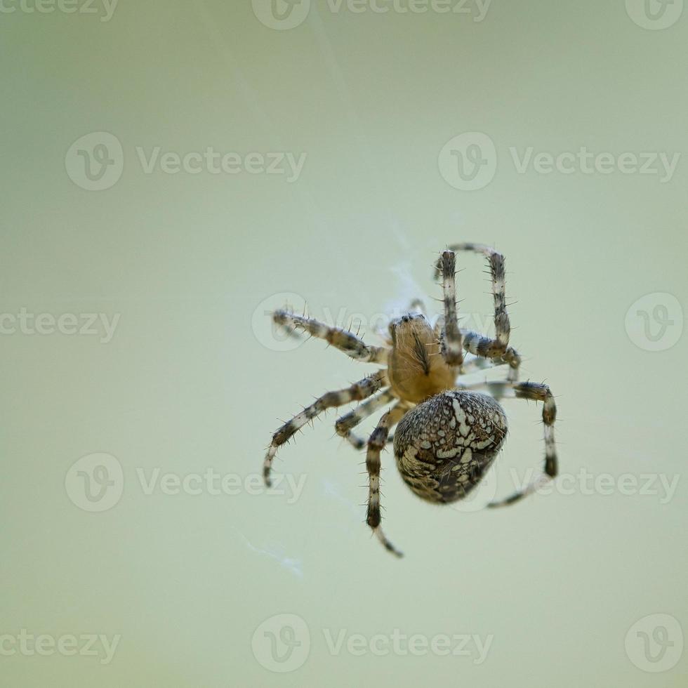 araña cruzada arrastrándose sobre un hilo de araña. susto de halloween un cazador útil entre foto