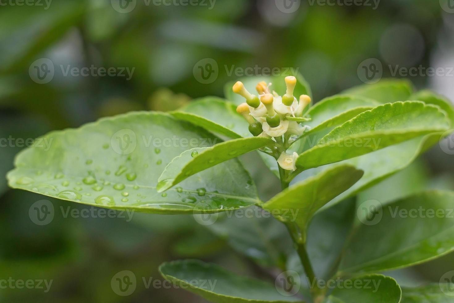 Young lime fresh and fragrant On the lime tree with bokeh background. photo