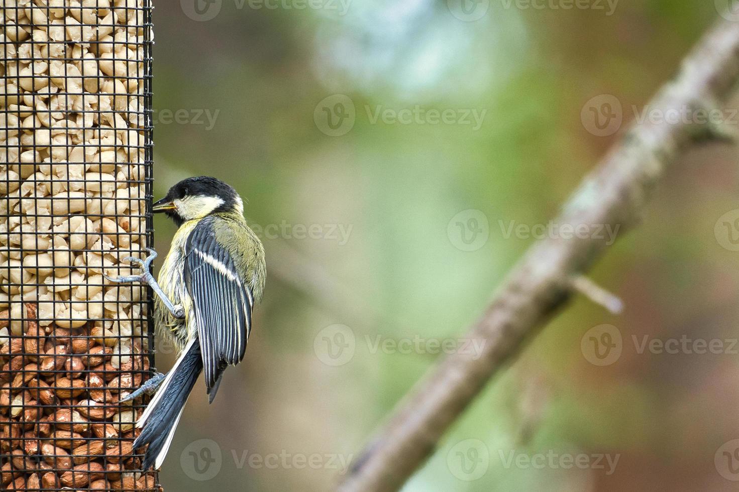 Great tit sitting in tree on a branch. Wild animal foraging for food. Animal shot photo