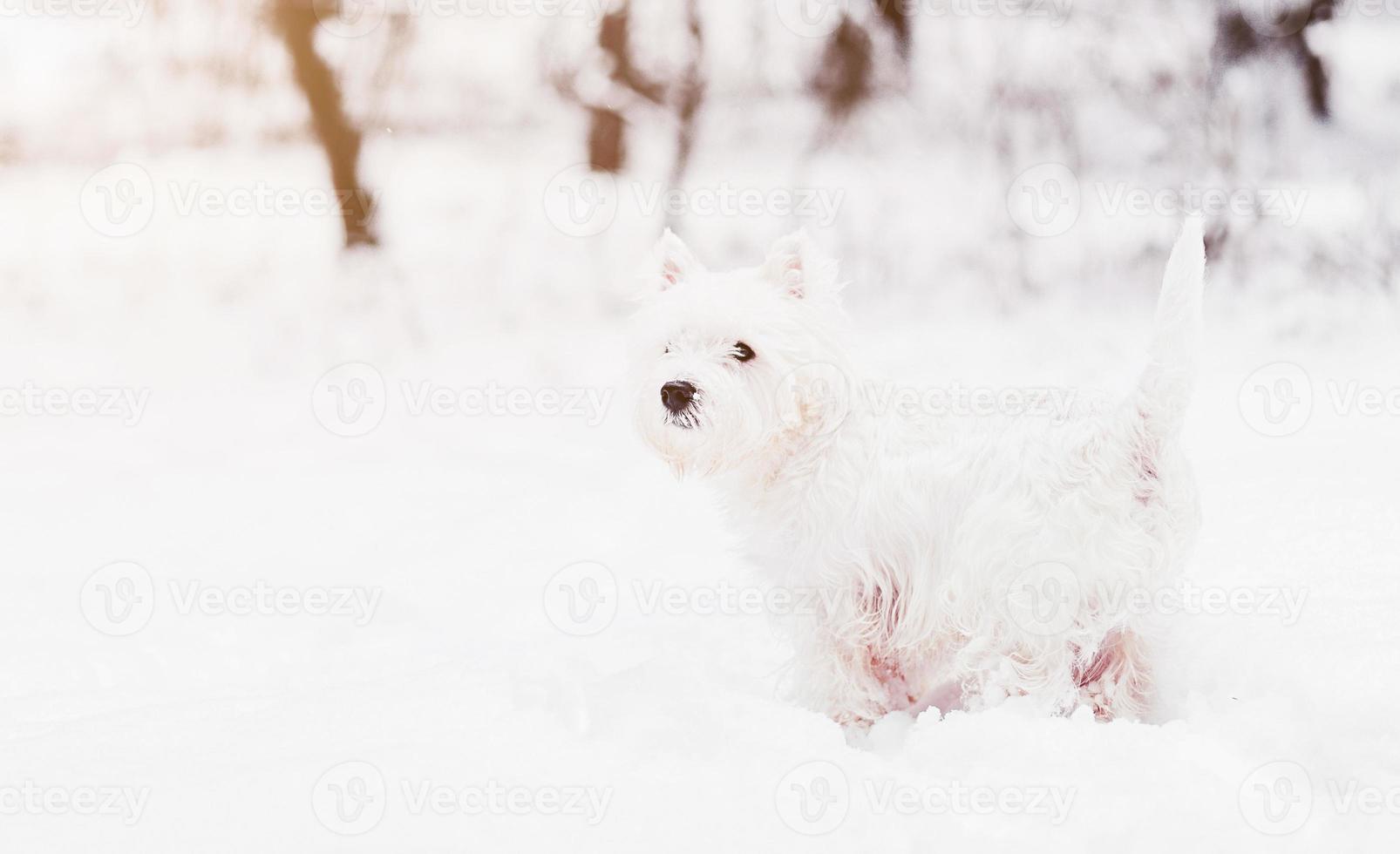 white terrier in park photo