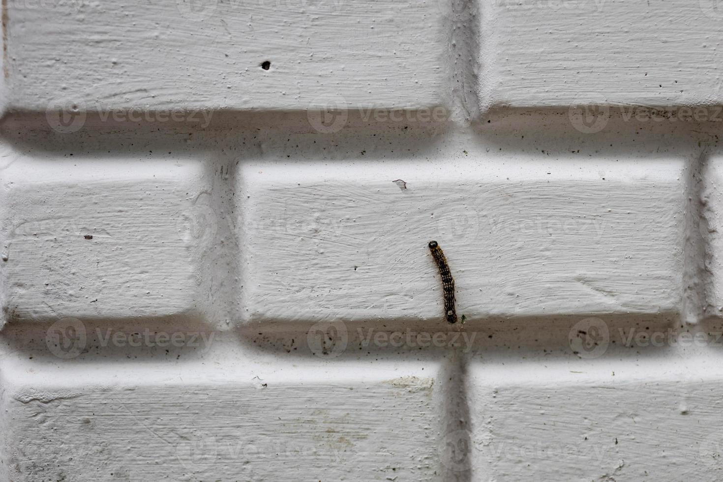 furry caterpillar on wall photo