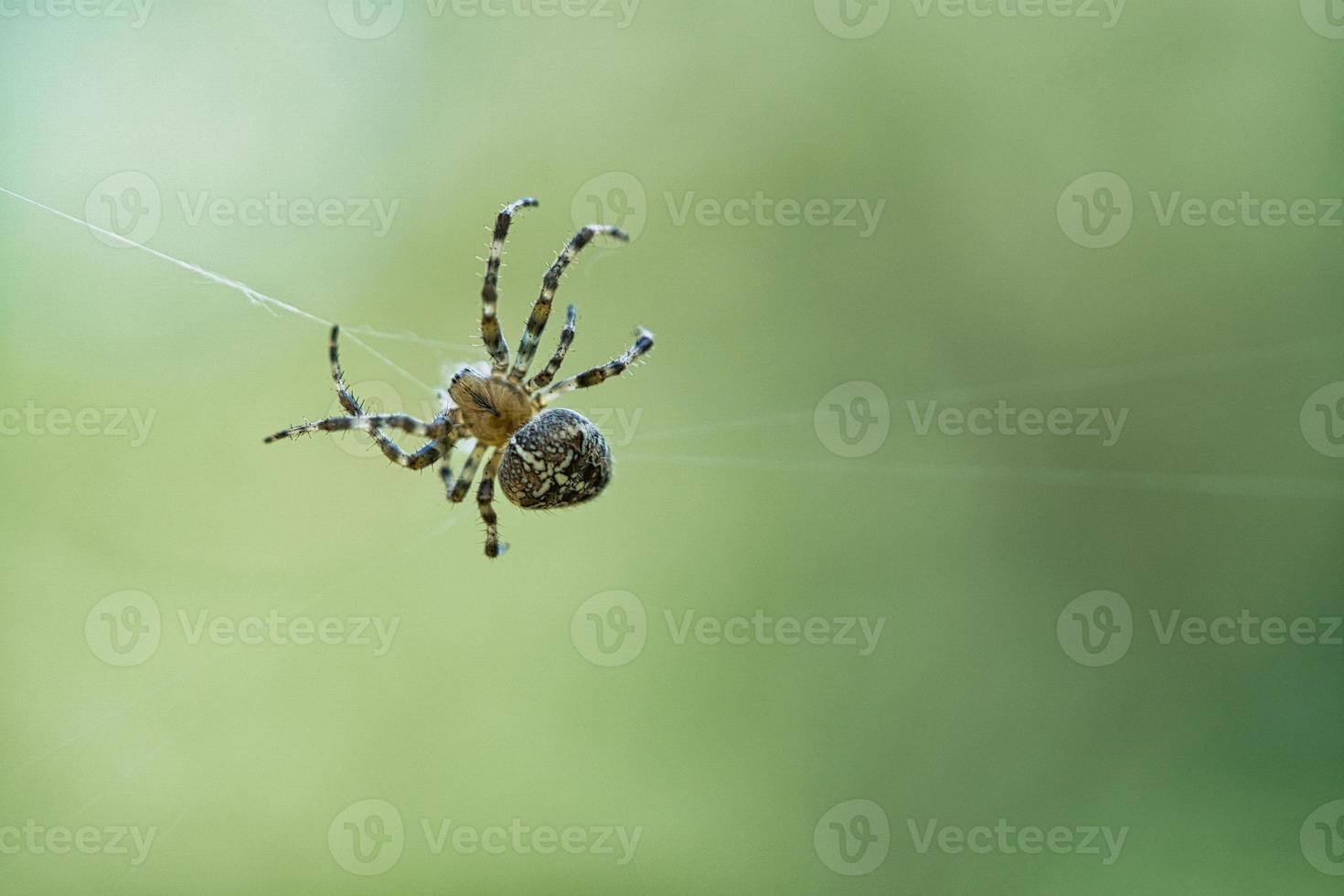 araña cruzada arrastrándose sobre un hilo de araña. susto de halloween fondo borroso foto