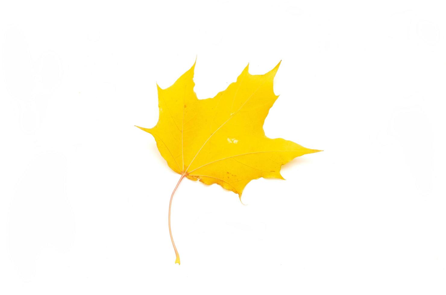 one yellow autumn leaf isolated on white background photo