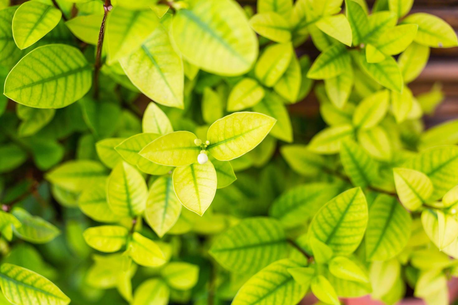 fondo de hojas verdes con hojas pequeñas y patrones. foto