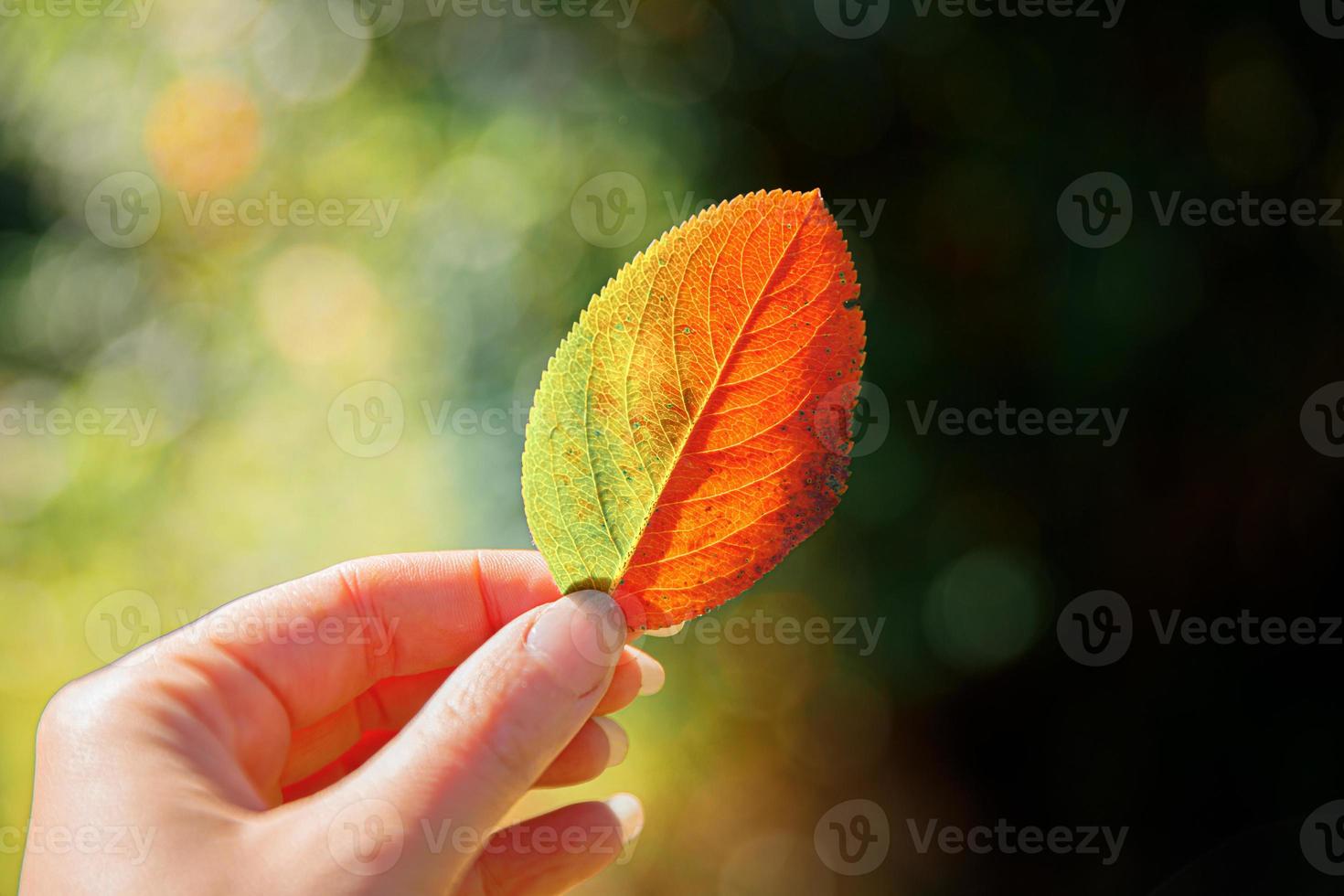 Closeup natural autumn fall view woman hands holding red orange leaf on dark park background. Inspirational nature october or september wallpaper. Change of seasons concept. photo