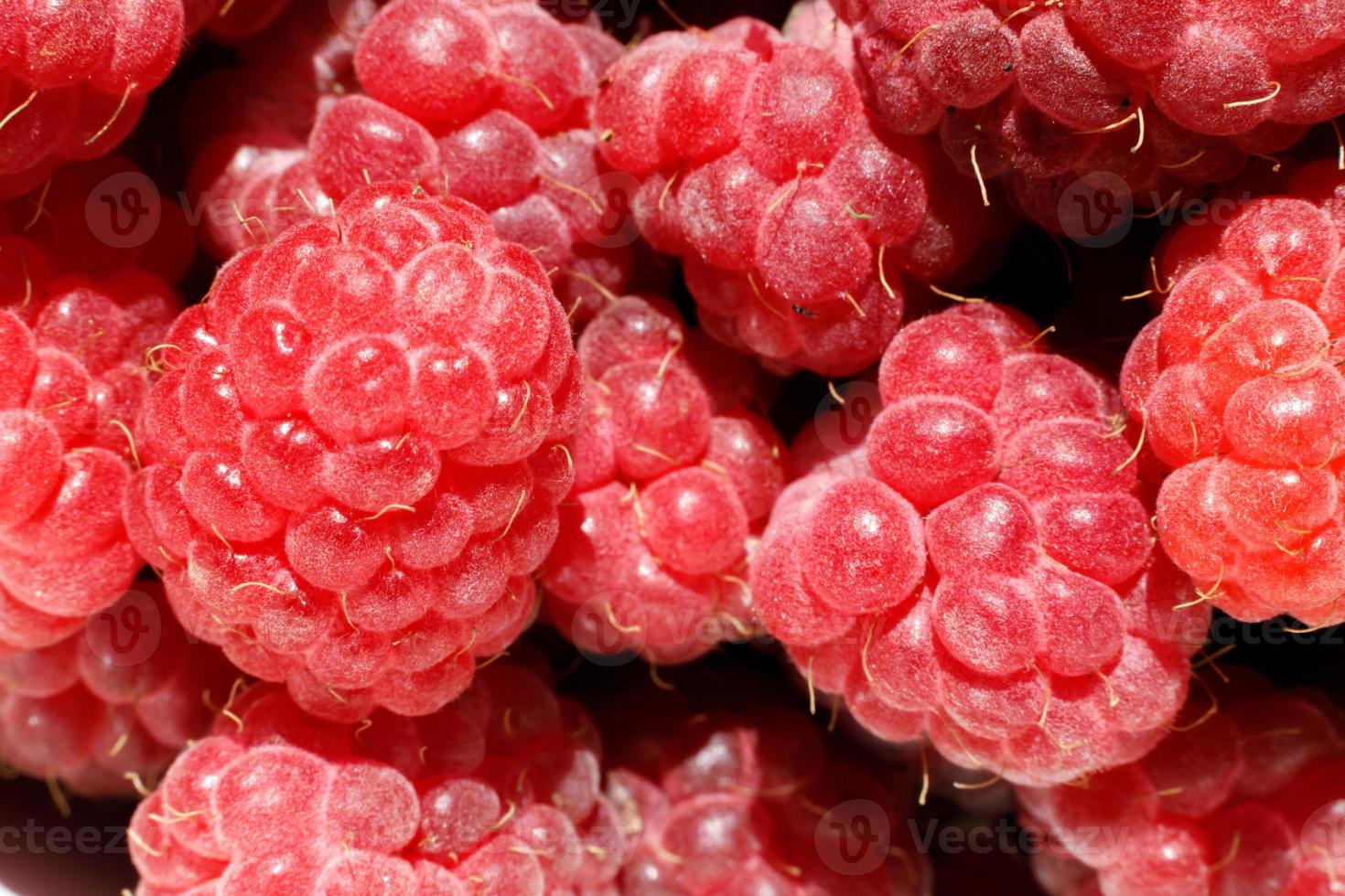 Industrial cultivation of raspberry plant. Ripe red fruits raspberry macro close up. Raspberry fruit background. Natural growing of berries on farm. Eco healthy organic food concept. photo