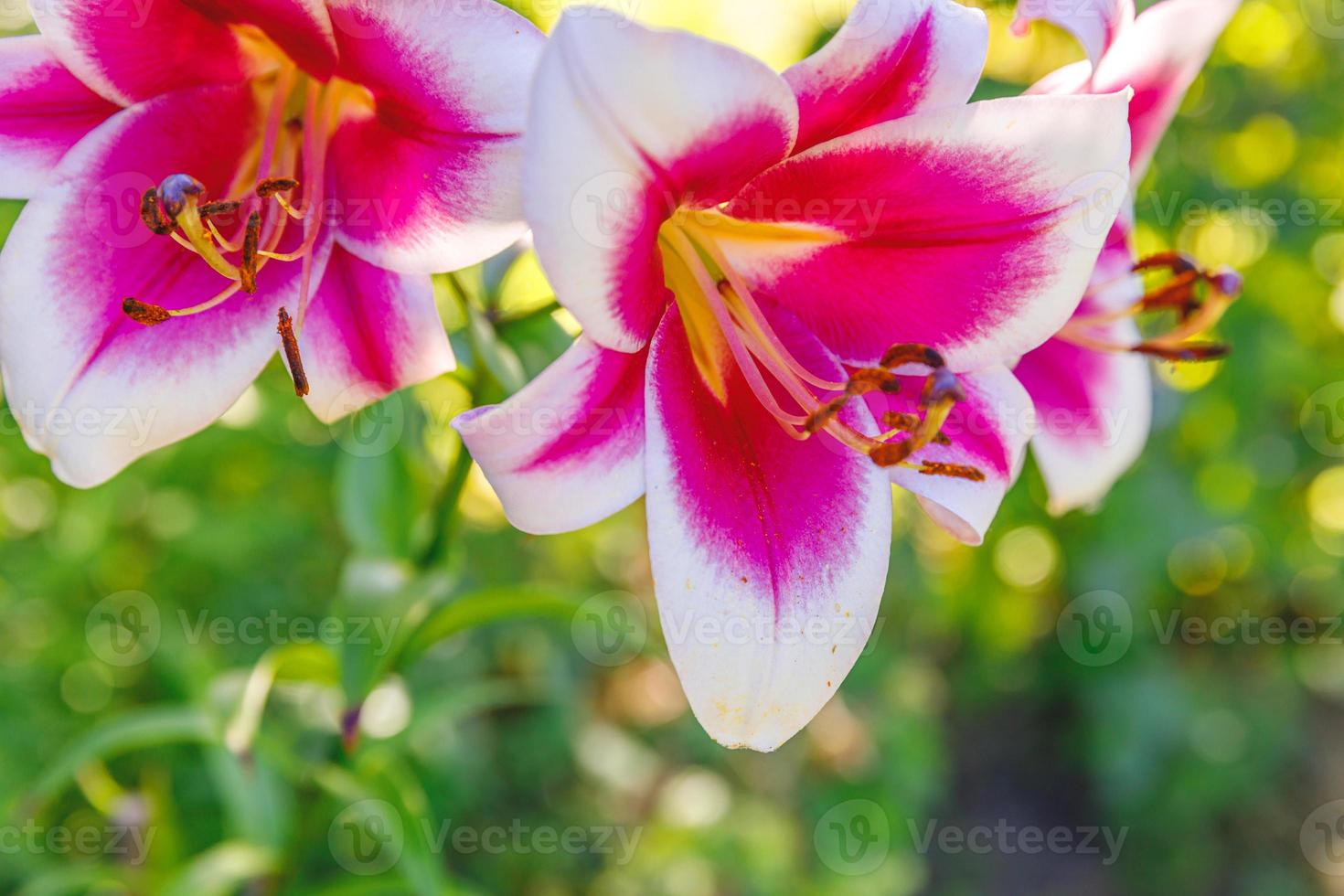 Beautiful pink white Lily flower close up detail in summer time. Background with flowering bouquet. Inspirational natural floral spring blooming garden or park. Ecology nature concept. photo