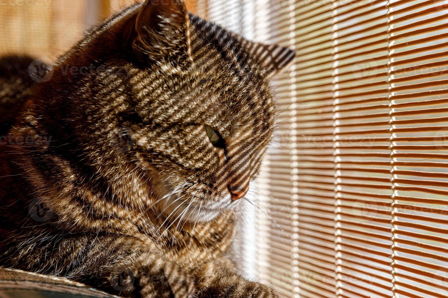 retrato divertido arrogante gato atigrado doméstico de pelo corto relajándose cerca de las persianas de la ventana en casa en el interior. pequeño gatito encantador miembro de la familia jugando en casa. cuidado de mascotas, salud y concepto animal. foto