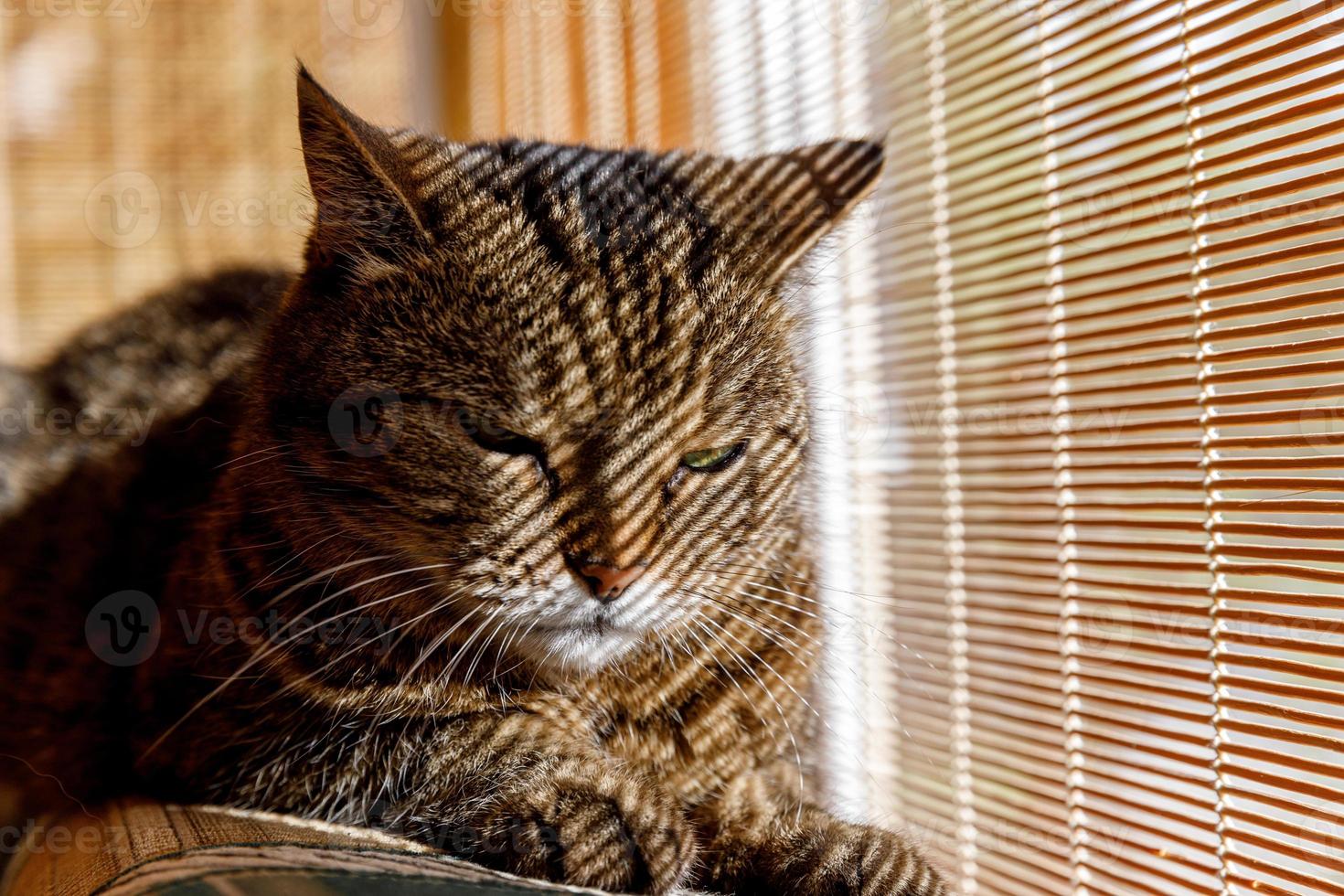 Funny portrait arrogant short-haired domestic tabby cat relaxing near window blinds at home indoors. Little kitten lovely member of family playing in house. Pet care health and animal concept. photo