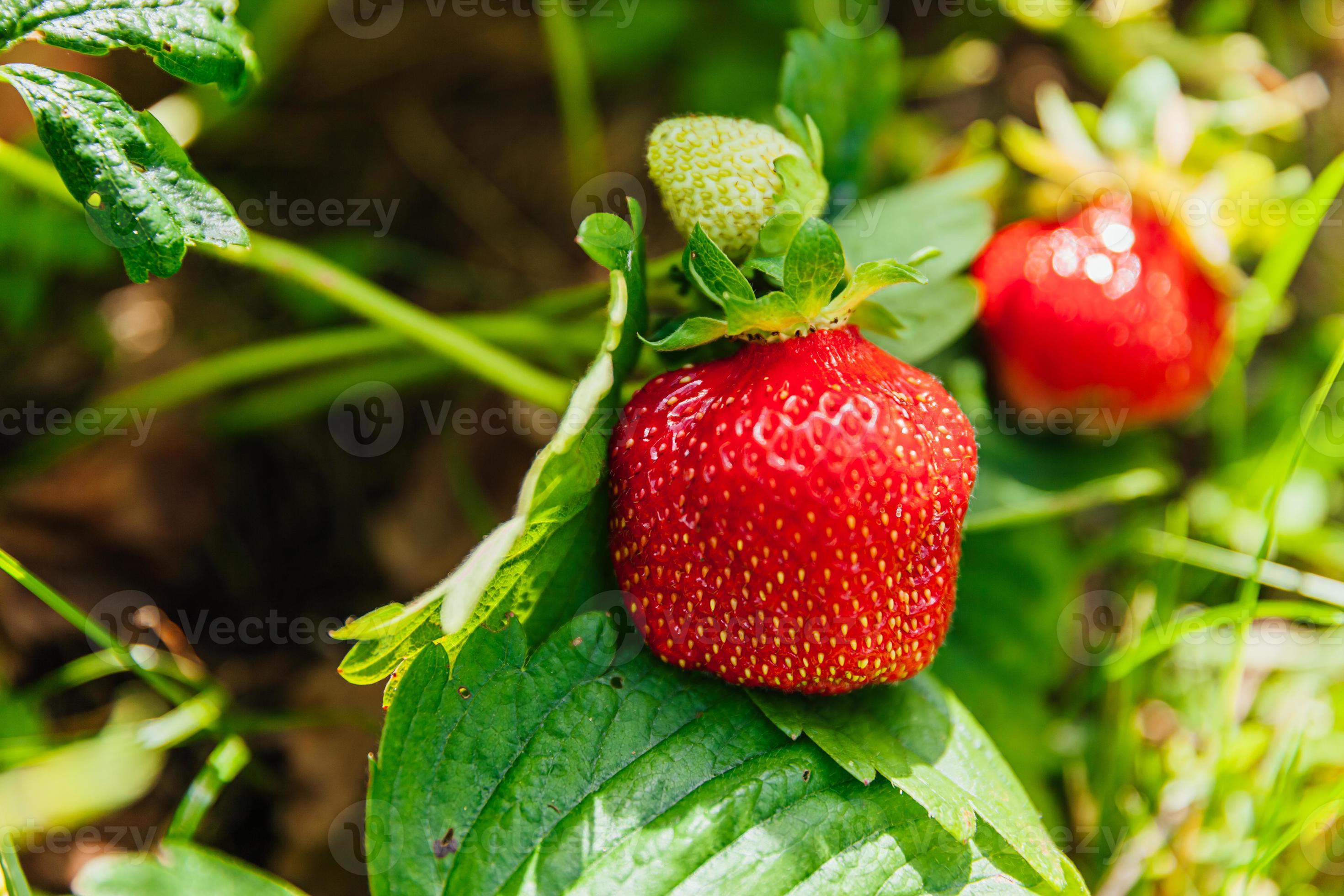 Industrial cultivation of strawberries plant. Bush with ripe red fruits