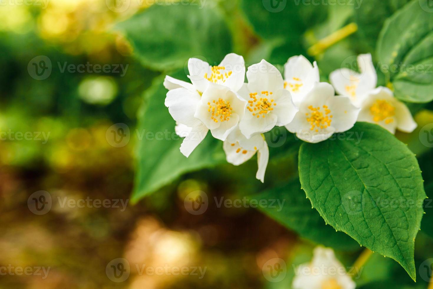 Beautiful White Jasmine Flowers on Shrub, Stock image