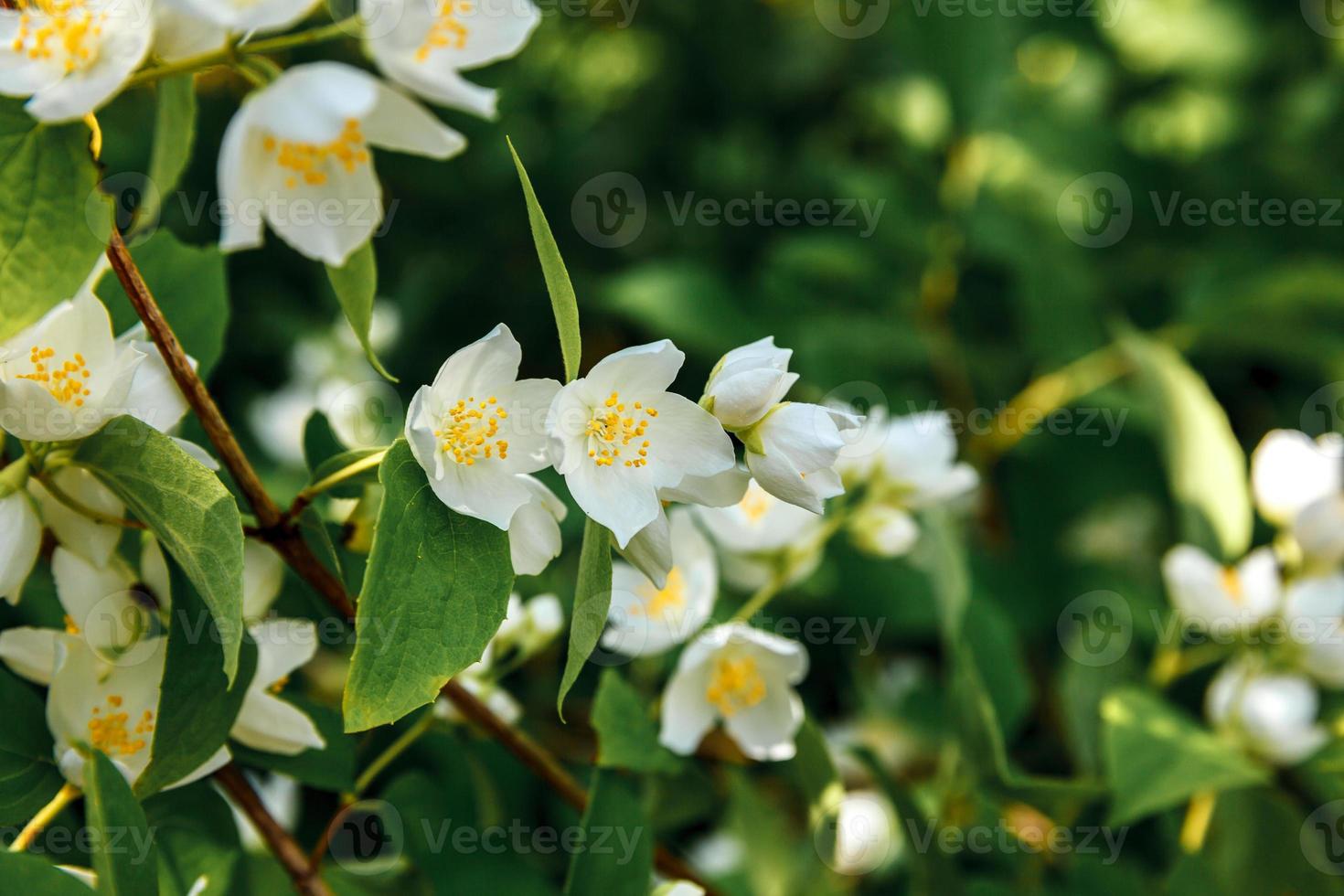 Beautiful white jasmine blossom flowers in spring time. Background with