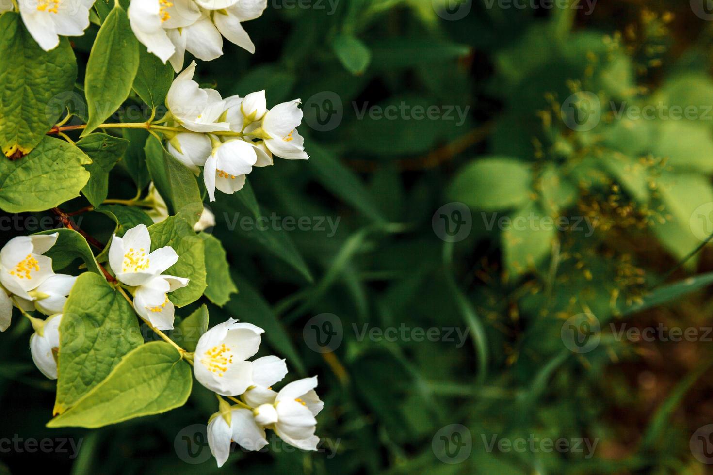 Beautiful White Jasmine Flowers on Shrub, Stock image