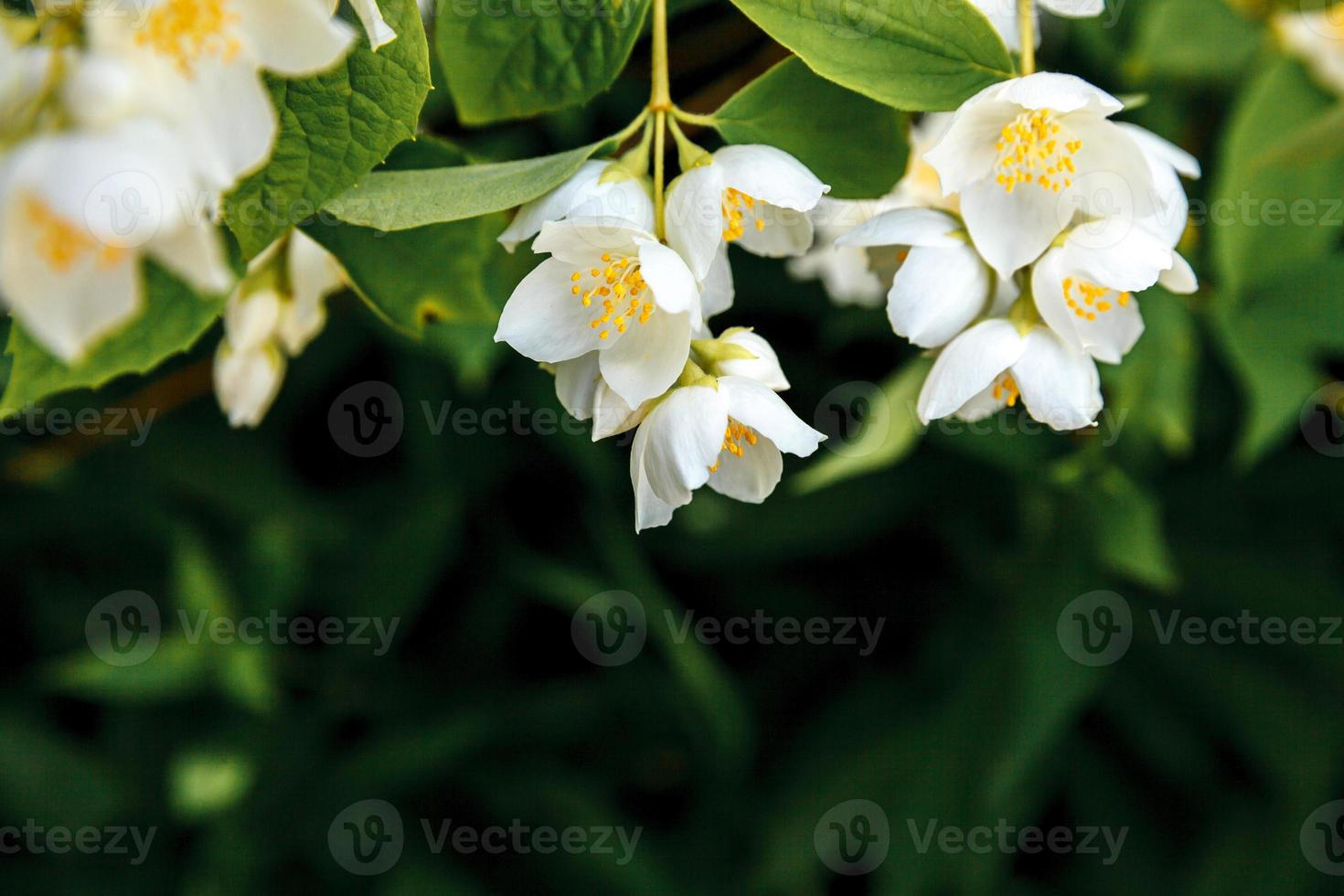 Beautiful white jasmine blossom flowers in spring time. Background with