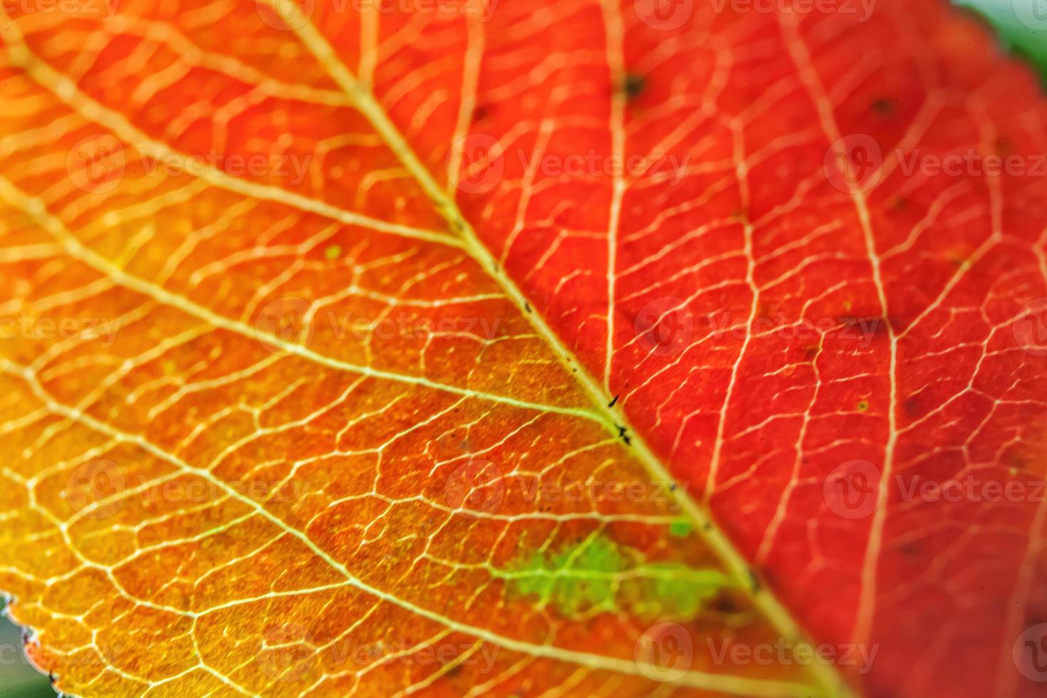 Closeup autumn fall extreme macro texture view of red orange green wood sheet tree leaf glow in sun background. Inspirational nature october or september wallpaper. Change of seasons concept. photo