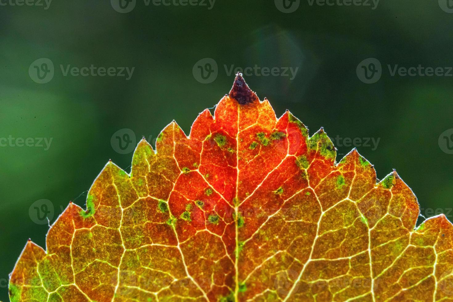 Closeup natural autumn fall macro view of red orange leaf glow in sun on blurred green background in garden or park. Inspirational nature october or september wallpaper. Change of seasons concept. photo