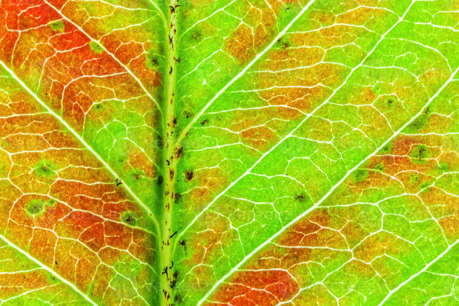 primer plano otoño otoño extrema textura macro vista de hoja de madera verde naranja rojo resplandor de hoja de árbol en el fondo del sol. fondo de pantalla de octubre o septiembre de naturaleza inspiradora. concepto de cambio de estaciones. foto