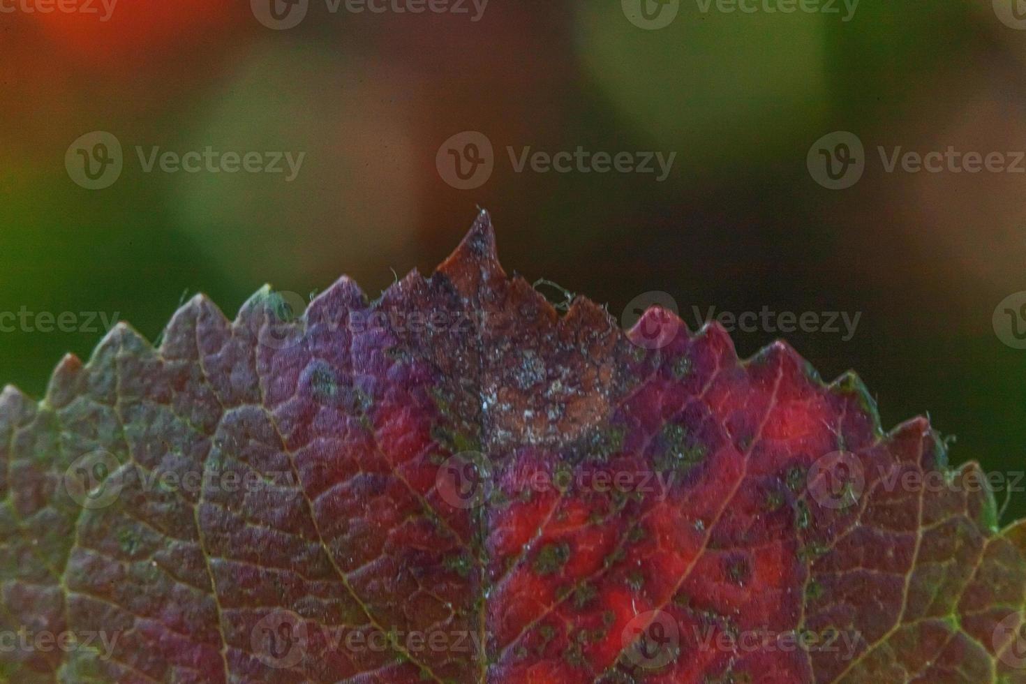 Closeup natural autumn fall macro view of red orange leaf glow in sun on blurred green background in garden or park. Inspirational nature october or september wallpaper. Change of seasons concept. photo