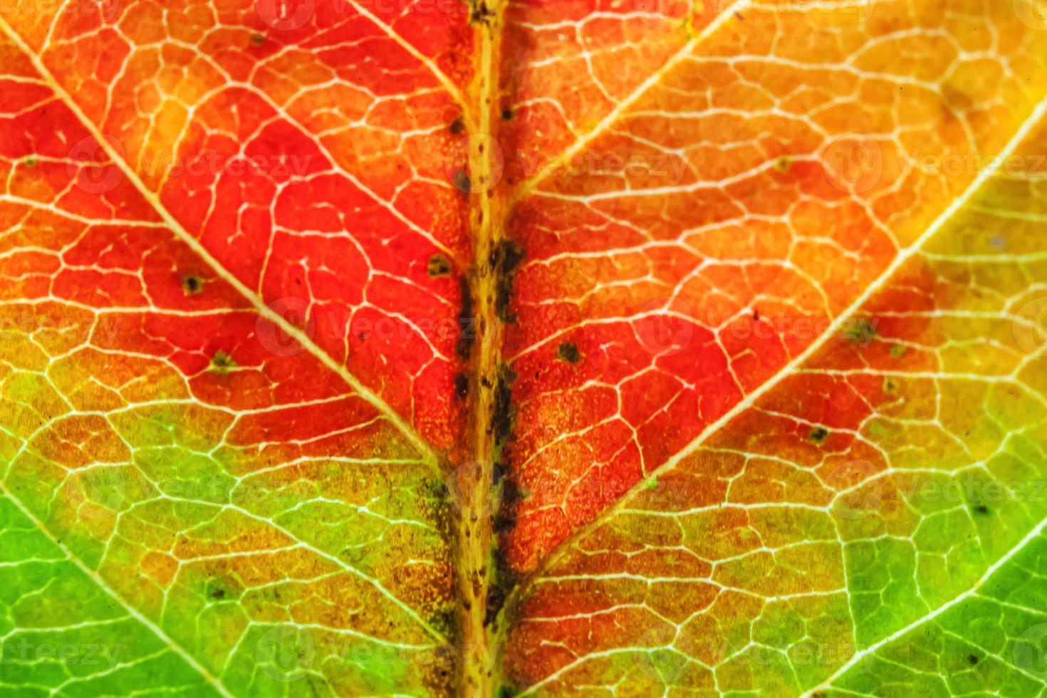 primer plano otoño otoño extrema textura macro vista de hoja de madera verde naranja rojo resplandor de hoja de árbol en el fondo del sol. fondo de pantalla de octubre o septiembre de naturaleza inspiradora. concepto de cambio de estaciones. foto