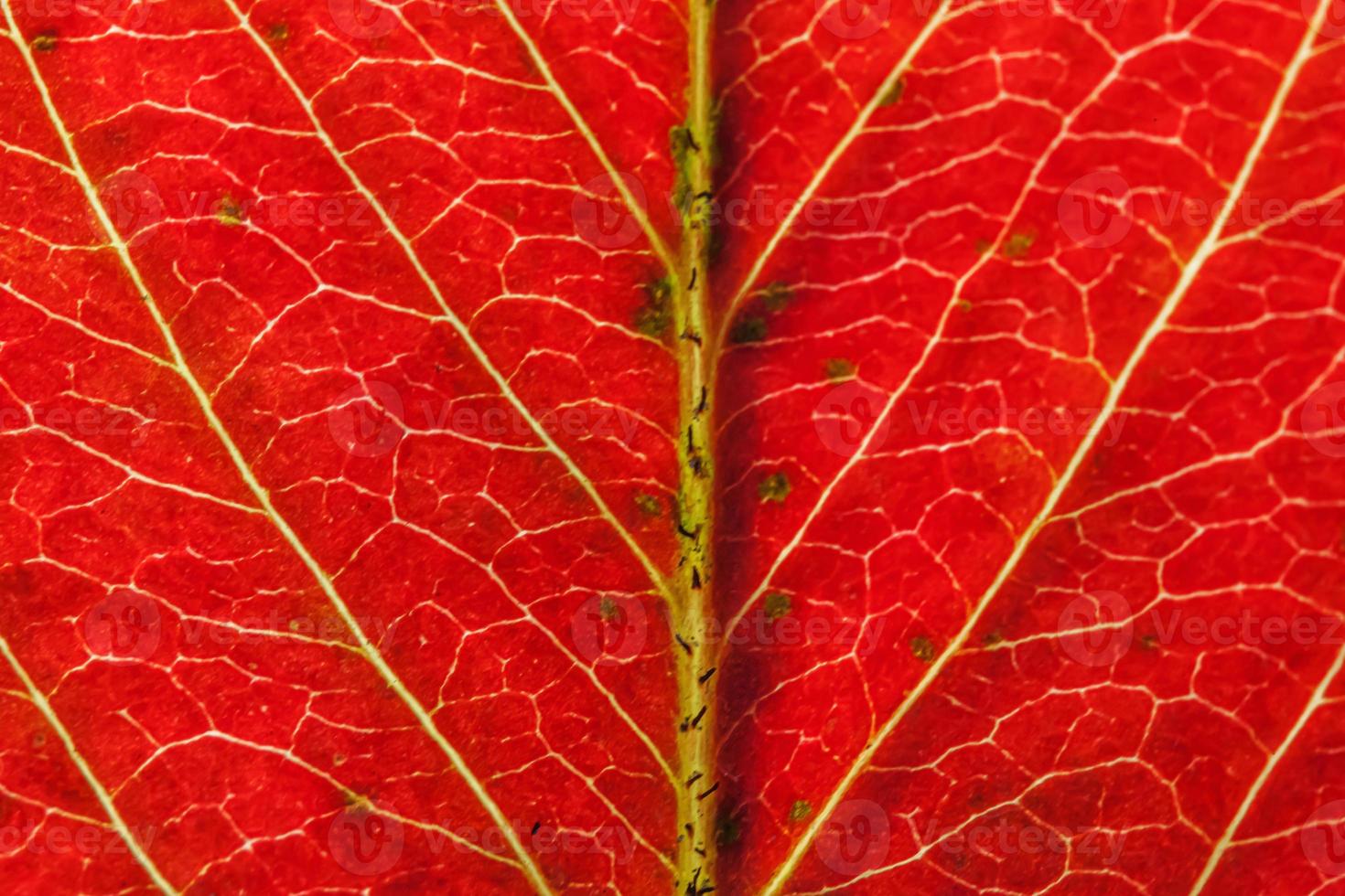 Closeup autumn fall extreme macro texture view of red orange green wood sheet tree leaf glow in sun background. Inspirational nature october or september wallpaper. Change of seasons concept. photo